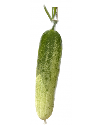 Cucumber (1kg)